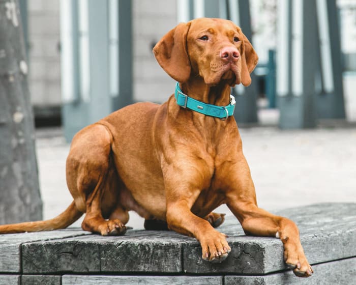 Animal Emergency Clinic in St. Louis